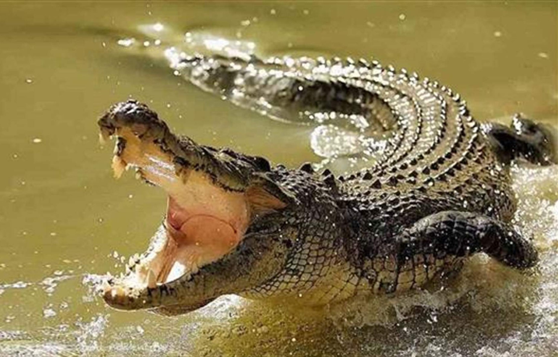 Crocodile Safari