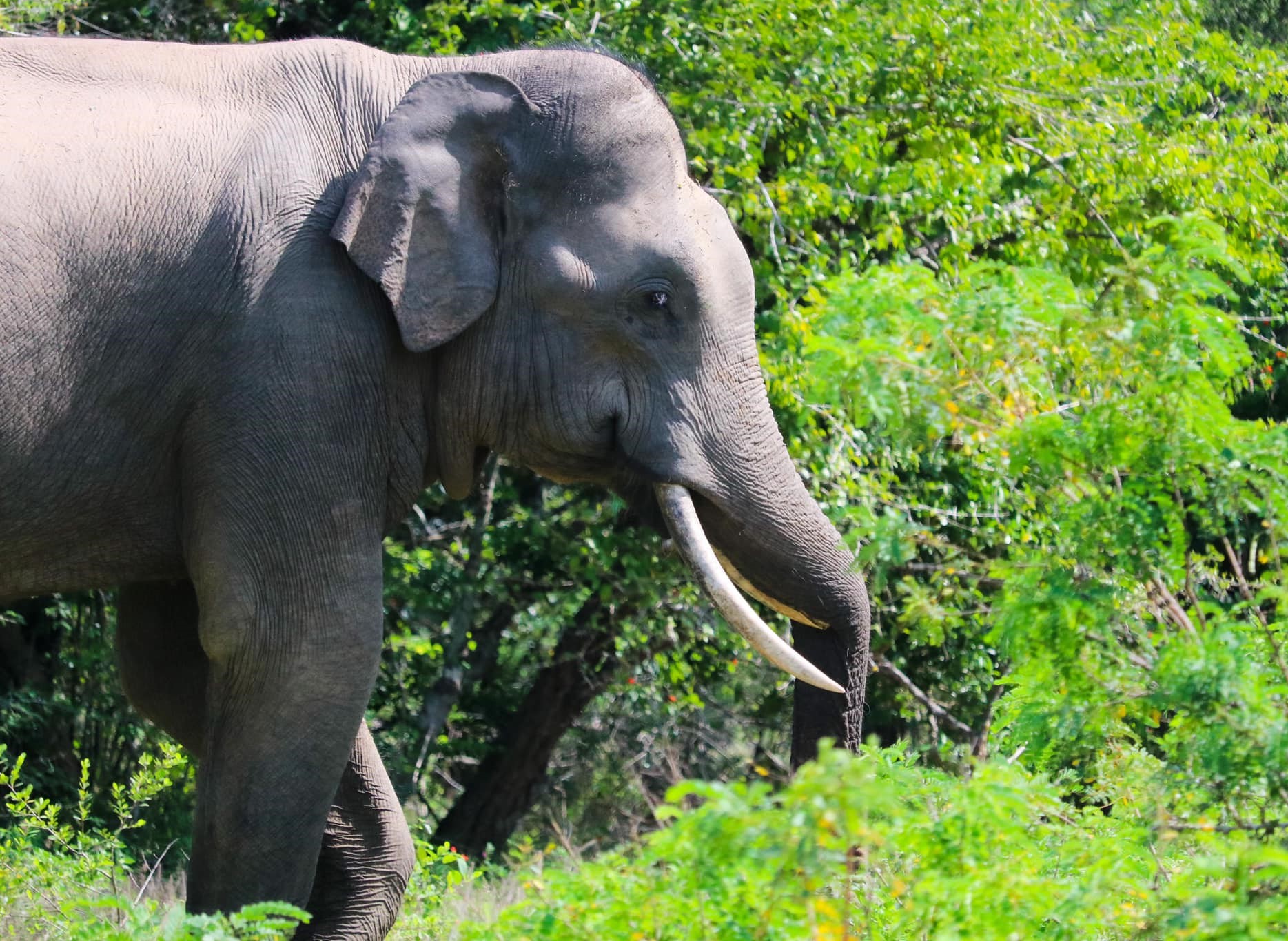 Elephant Safari