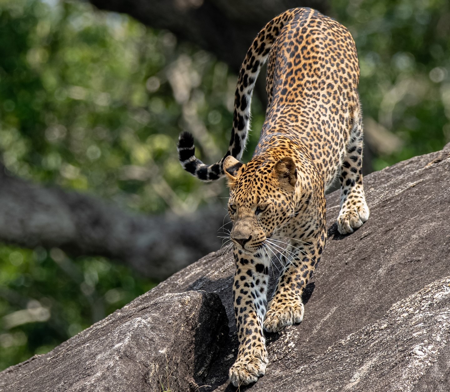 Leopard Safari